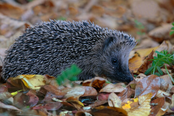 Nördlicher Weißbrustigel (Erinaceus roumanicus)  im Herbstlaub 