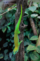Madagaskar-Taggecko (Phelsuma madagascariensis) sitzt auf Baumstamm