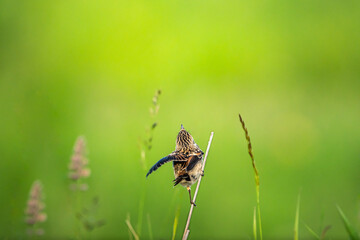 背景がグリーのグラデーション で草花が咲き、草木の先端でしがみ付いて上空を見上げてバランスを取っている後ろ姿の小鳥、小鳥は中央の少し下で横構図です。