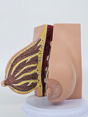 Anatomy model of a human breast showcases detailed features, including nipple and areola concept