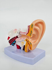 Detailed anatomical model of human ear showcasing internal structures and components
