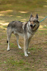 Czechoslovakian Wolfdog in a park