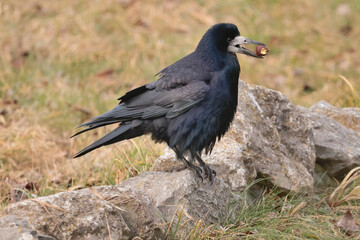 Rooks like grubs, but this one found something bigger to eat.