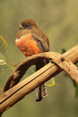 The collared trogon (Trogon collaris) - female