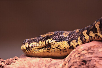 Head of a Morelia spilota (carpet python) © Klimczak-Krajewska