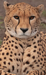 portrait of a cheetah © Klimczak-Krajewska