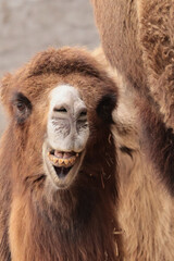 A camel chewing its food. (Camelus ferus). © Klimczak-Krajewska
