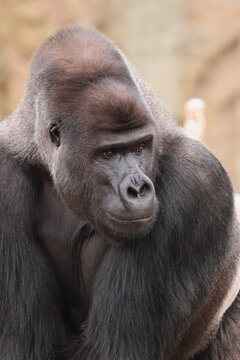 Portrait of a male gorilla