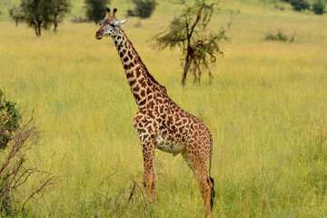 Girafe adulte dans les plaines du Serengeti