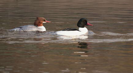 Common merganser. Mergus merganser © Klimczak-Krajewska