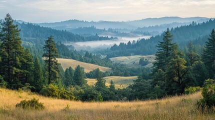 Obraz premium Serene morning landscape view redwood forest nature photography foggy hills peaceful environment scenic beauty