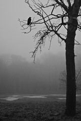Foggy morning with a crow © Klimczak-Krajewska