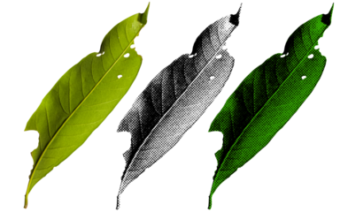 A high-contrast halftone style PNG illustration featuring a leaf with a transparent background. The design uses bold color and a retro, graphic print aesthetic. Ideal for poster and design project.