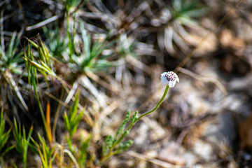 Serene Wildflower Growing in the Wild