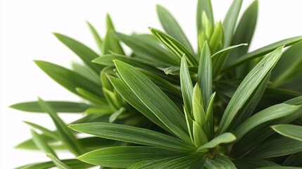 Obraz premium of Andrographis paniculata leaves, showcasing their serrated edges, textured surface, and vibrant green color, isolated on a white background. Andrographis paniculata, plant, flower, leaves, 