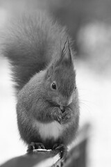 squirrel in the park © Klimczak-Krajewska