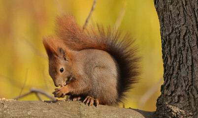A squirrel busy eating © Klimczak-Krajewska