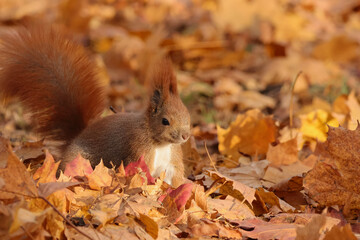 Squirrel among autumn leaves © Klimczak-Krajewska