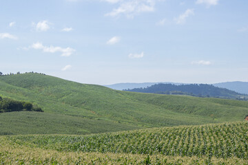 Green corn field with mountains