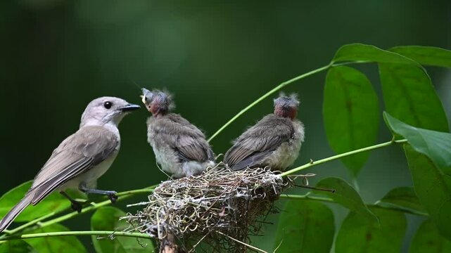 two baby birds Rufous whistler or pachycephala rufientris in the nest visited by their parents