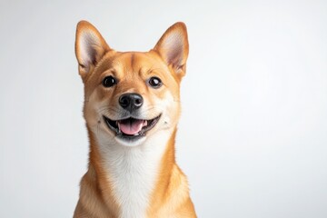 Cheerful dog with bright eyes and joyful expression against plai