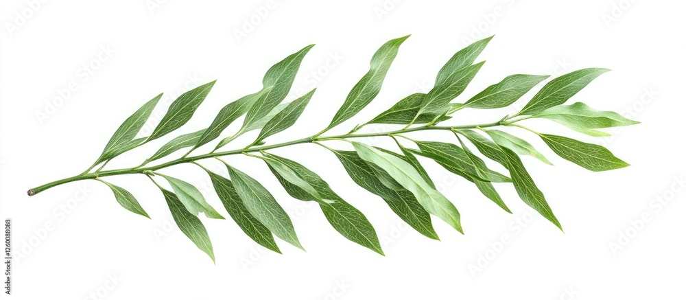 Poster fresh green elm tree branch with elongated leaves arranged in a linear fashion isolated on a clean w