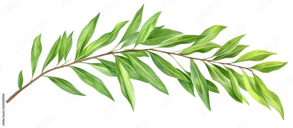 Aufkleber fresh green elm tree leaves on a long branch, positioned diagonally from the bottom left to the top 