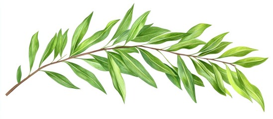 Naklejka premium Fresh green elm tree leaves on a long branch, positioned diagonally from the bottom left to the top right against a clean white background.