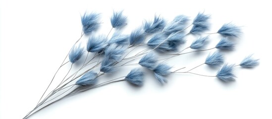 Fototapeta premium Blue dried lagurus grass arrangement on white backdrop featuring soft fluffy blooms positioned along the center for a minimalist aesthetic.