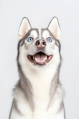 Fototapeta premium Cheerful husky with striking blue eyes and playful expression ag