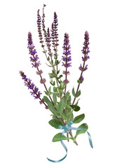 Naklejka premium Sage flowers on stems with green leaves collected in bunch with blue ribbon and isolated on white background