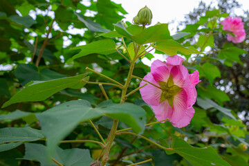 mutabilis, also known as Confederate rose, Dixie rosemallow, or cotton rosemallow, is a beautiful bright Pink flower in bloom. This photo was taken in Myanmar.