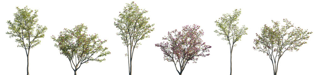 Fototapeta premium Magnolia liliiflora flowering China and Japan tree isolated png on a transparent background premium realistic cutout (Mulan magnolia, purple, red, lily magnolia, tulip magnolia and woody-orchid)