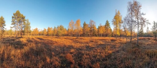 Fototapeta premium Panoramic view of vibrant autumn forest with golden and orange trees under a clear blue sky, showcasing expansive grassland and serene nature.