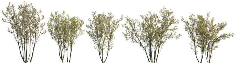 Flowering malus halliana shrub or small tree isolated png on a transparent background premium realistic cutout 