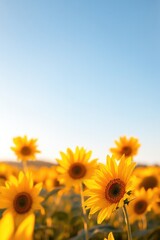 Bright sunflowers stretch towards clear blue sky, radiating warm