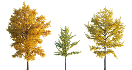 Ginkgo biloba trees isolated png in sunset lighting on a transparent background premium realistic cutout (maidenhair tree, ginkgo or gingko) 