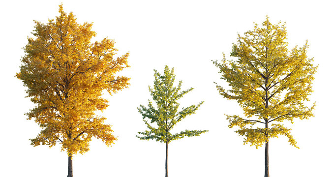 Ginkgo biloba trees isolated png in sunset lighting on a transparent background premium realistic cutout (maidenhair tree, ginkgo or gingko) 