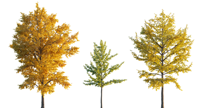 Ginkgo biloba trees isolated png in sunset lighting on a transparent background premium realistic cutout (maidenhair tree, ginkgo or gingko) 