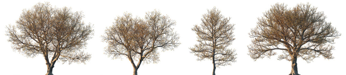Quercus ilex autumn tree almost without leaves isolated big set png on a transparent background premium cutout (the holm oak, evergreen oak, Encina )