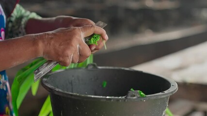 An Asian woman cuts pandan leaves to grind them to make a paste