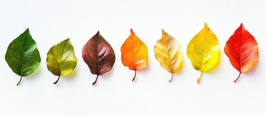 Autumn leaves in green, yellow, orange, red, and brown arranged horizontally with a white background highlighting seasonal color transition.