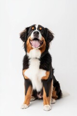 Smiling dog with fluffy coat displays friendly demeanor against