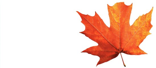 Vibrant orange autumn maple leaf positioned on the left side against a clean white background showcasing intricate details and textures
