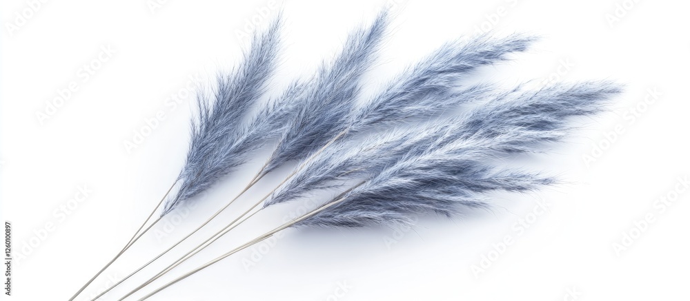 Poster dried blue lagurus grass arranged in a flat lay on a white background showcasing soft fluffy texture