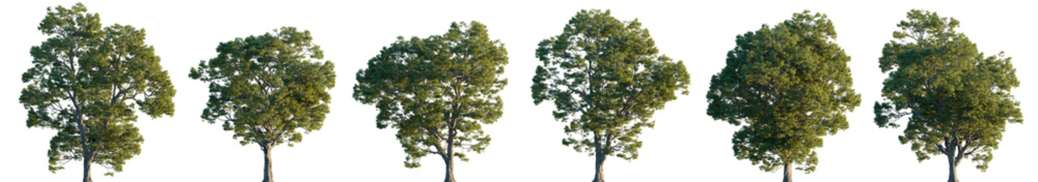Castanea sativa big wide tree collection isolated png on a transparent background premium realistic cutout (European, Spanish, Sweet chestnut)