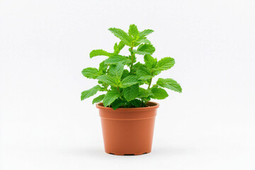 Fototapeta premium A healthy mint plant thriving in a clay pot against a clean white background. isolated on white background.