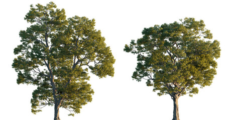 Castanea sativa big wide tree isolated png on a transparent background premium realistic cutout (European, Spanish, Sweet chestnut)