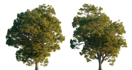 Castanea sativa big wide tree isolated png on a transparent background premium realistic cutout (European, Spanish, Sweet chestnut)