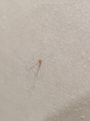 Selective focus of a delicate cellar spider resting on a textured wall with water droplets